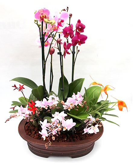 tradiciok orchidea es bonsai temaju cikk a japan orchideabonsaiokrol